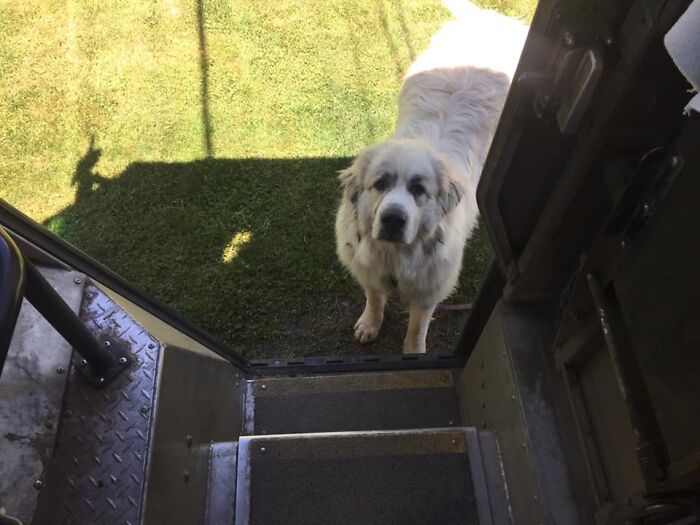 UPS-Delivery-Driver-Dogs-Scott-Hodges