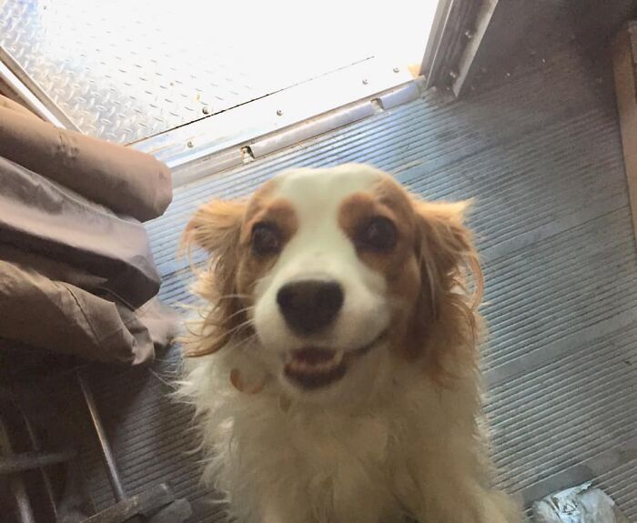 UPS-Delivery-Driver-Dogs-Scott-Hodges