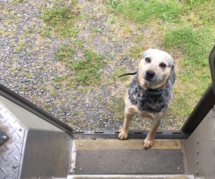 UPS-Delivery-Driver-Dogs-Scott-Hodges