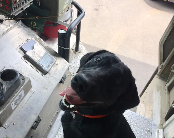 UPS-Delivery-Driver-Dogs-Scott-Hodges