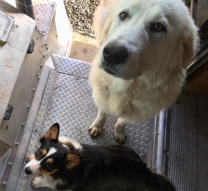 UPS-Delivery-Driver-Dogs-Scott-Hodges