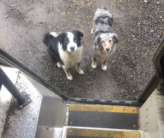 UPS-Delivery-Driver-Dogs-Scott-Hodges