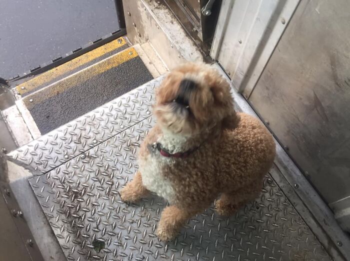 UPS-Delivery-Driver-Dogs-Scott-Hodges