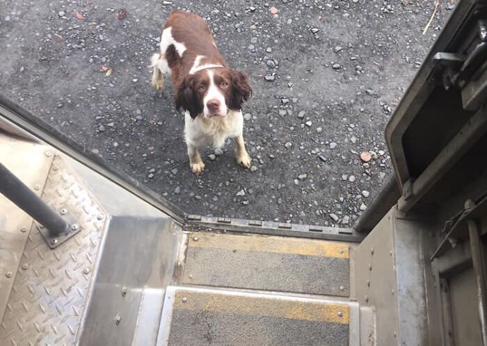 UPS-Delivery-Driver-Dogs-Scott-Hodges