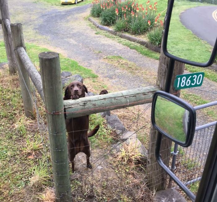 UPS-Delivery-Driver-Dogs-Scott-Hodges