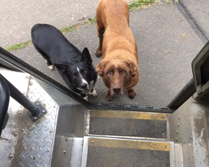 UPS-Delivery-Driver-Dogs-Scott-Hodges