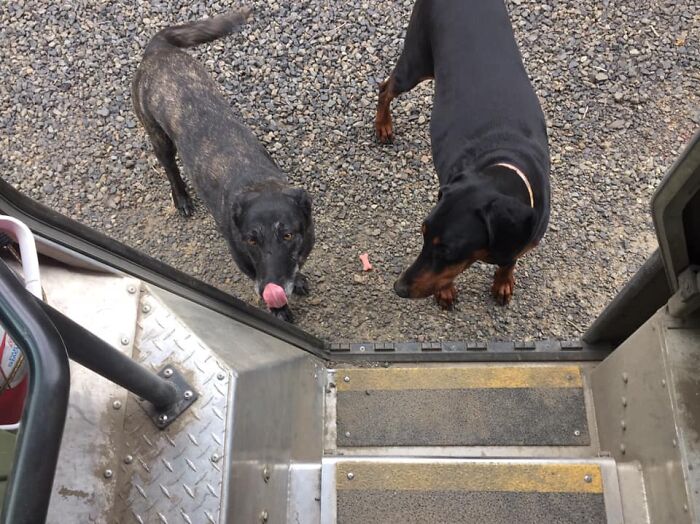 UPS-Delivery-Driver-Dogs-Scott-Hodges