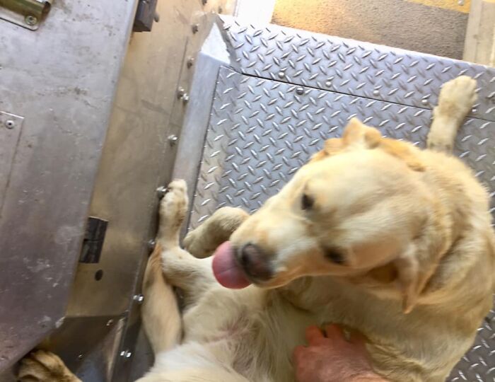 UPS-Delivery-Driver-Dogs-Scott-Hodges