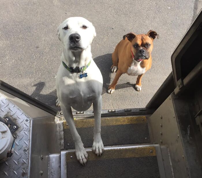 UPS-Delivery-Driver-Dogs-Scott-Hodges