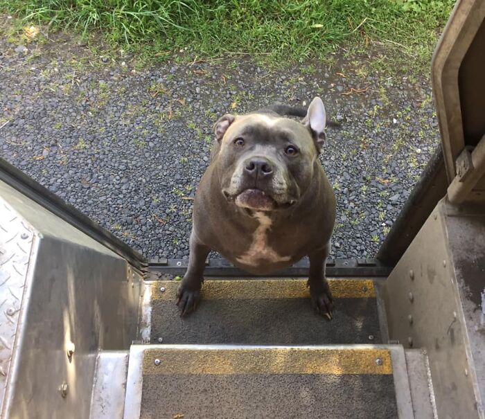 UPS-Delivery-Driver-Dogs-Scott-Hodges