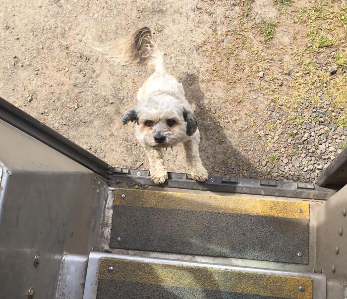 UPS-Delivery-Driver-Dogs-Scott-Hodges