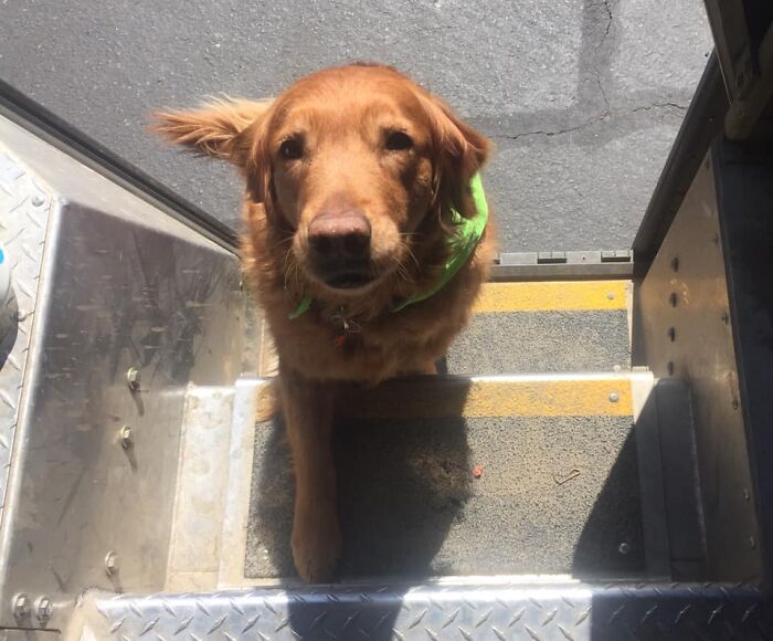 UPS-Delivery-Driver-Dogs-Scott-Hodges