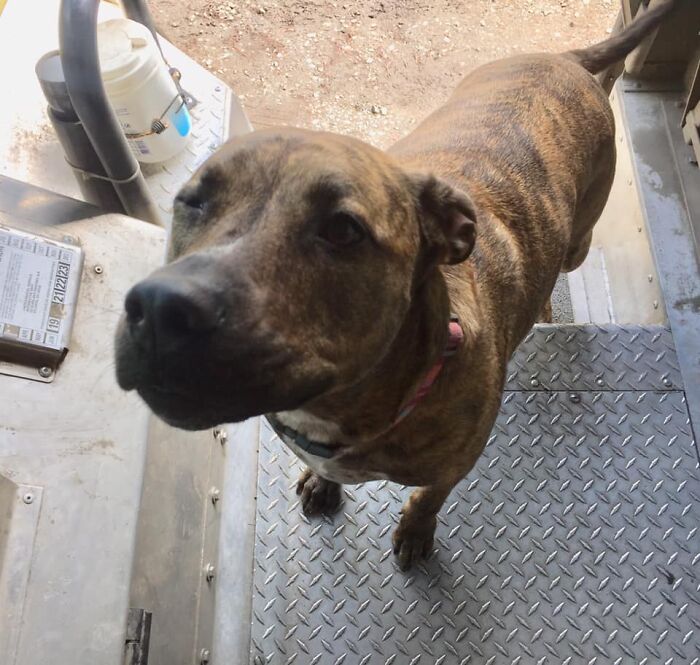 UPS-Delivery-Driver-Dogs-Scott-Hodges