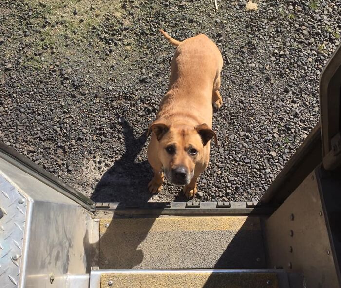 UPS-Delivery-Driver-Dogs-Scott-Hodges