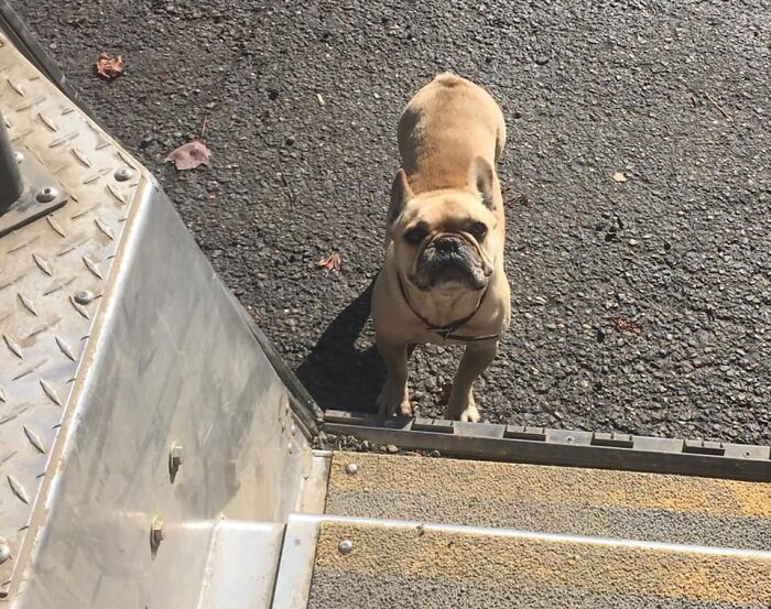 UPS-Delivery-Driver-Dogs-Scott-Hodges