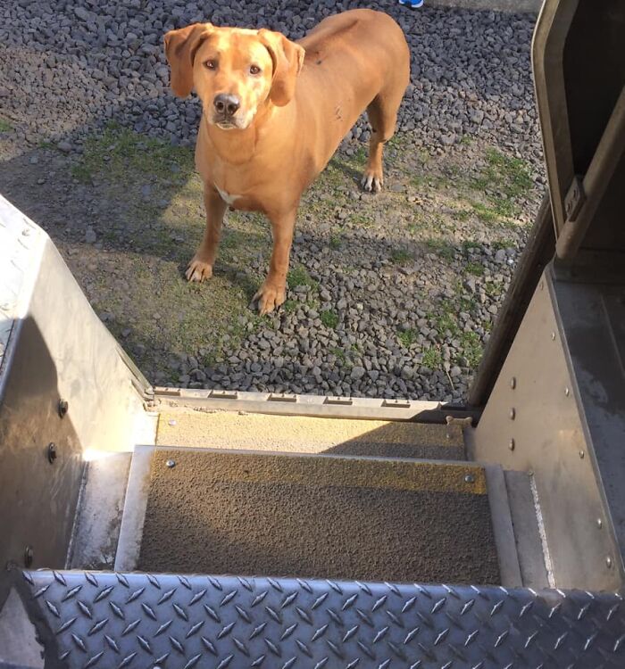 UPS-Delivery-Driver-Dogs-Scott-Hodges