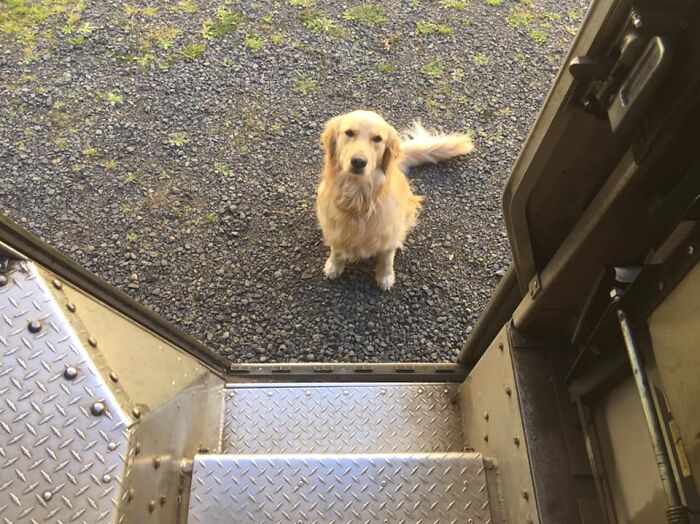 UPS-Delivery-Driver-Dogs-Scott-Hodges