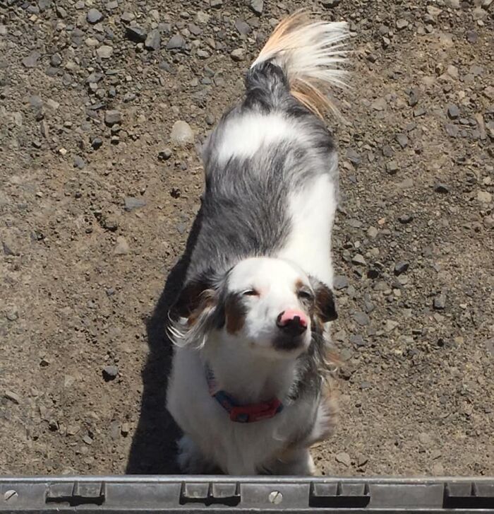 UPS-Delivery-Driver-Dogs-Scott-Hodges