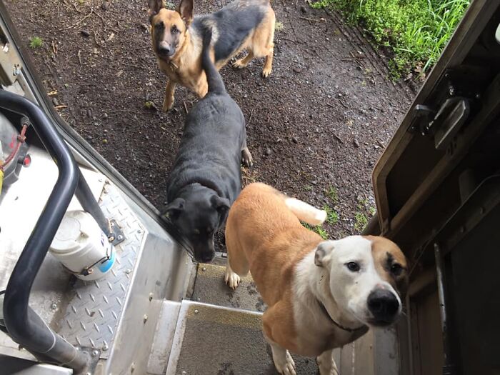 UPS-Delivery-Driver-Dogs-Scott-Hodges