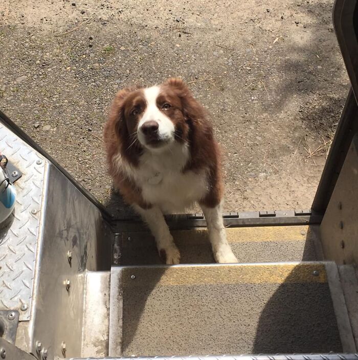 UPS-Delivery-Driver-Dogs-Scott-Hodges