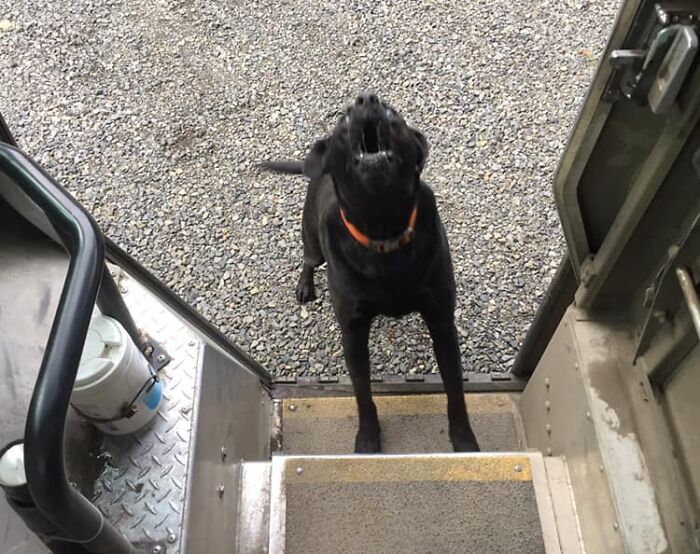 UPS-Delivery-Driver-Dogs-Scott-Hodges
