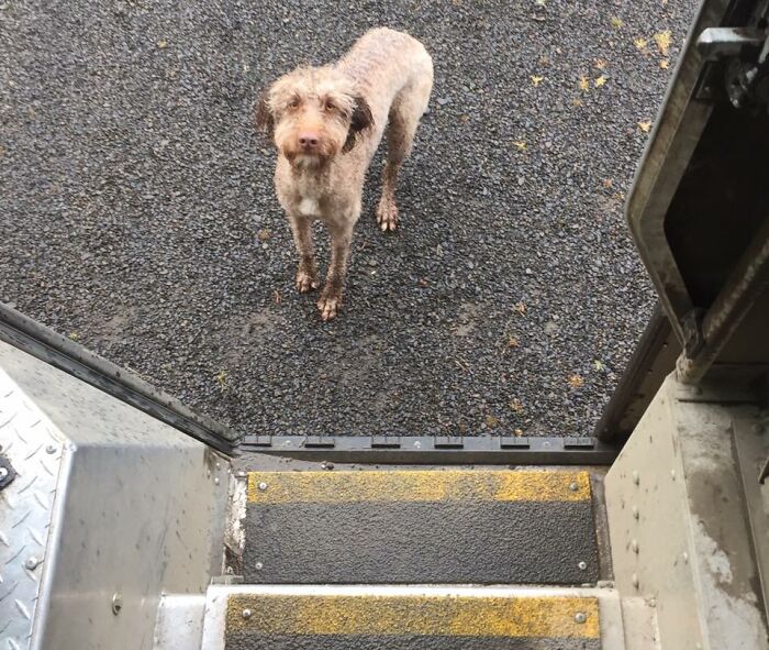 UPS-Delivery-Driver-Dogs-Scott-Hodges