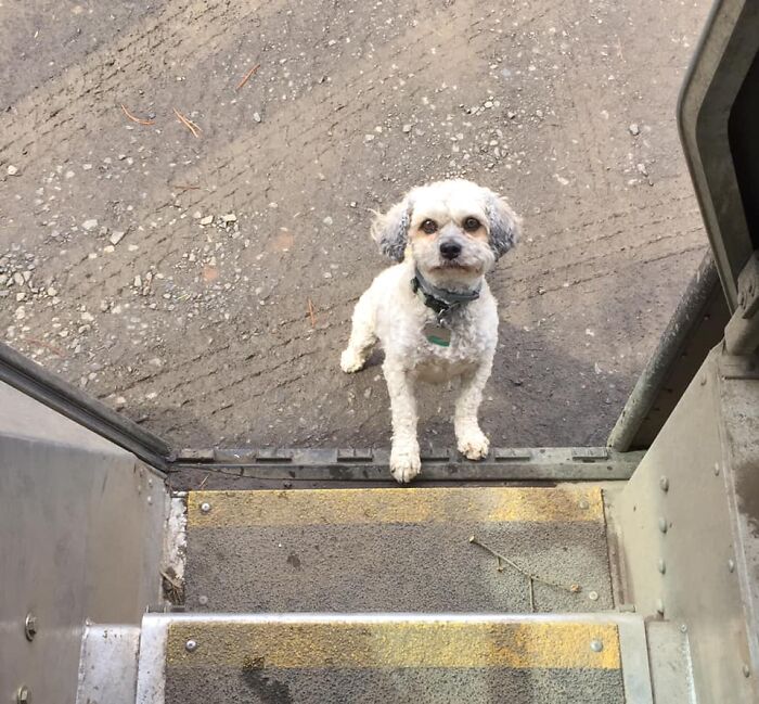 UPS-Delivery-Driver-Dogs-Scott-Hodges