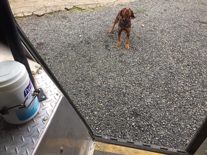 UPS-Delivery-Driver-Dogs-Scott-Hodges