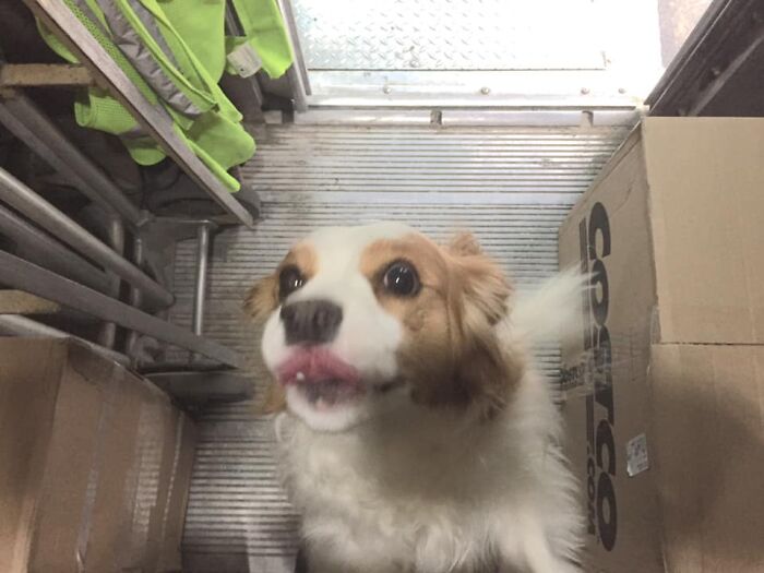 UPS-Delivery-Driver-Dogs-Scott-Hodges