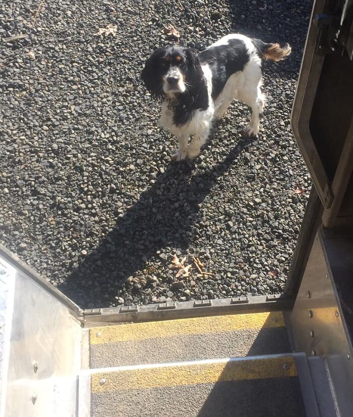 UPS-Delivery-Driver-Dogs-Scott-Hodges