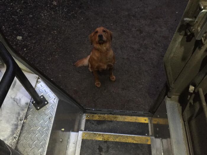 UPS-Delivery-Driver-Dogs-Scott-Hodges