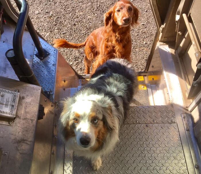 UPS-Delivery-Driver-Dogs-Scott-Hodges