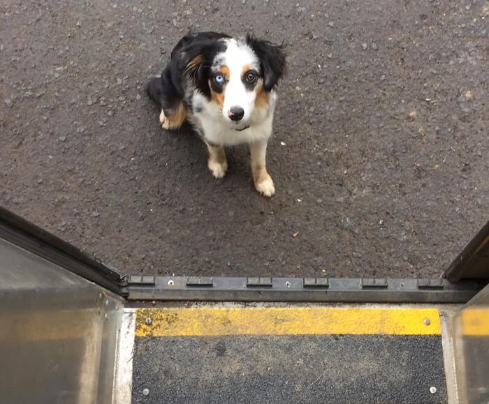 UPS-Delivery-Driver-Dogs-Scott-Hodges