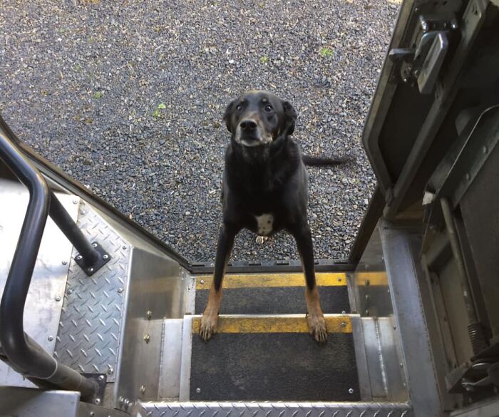 UPS-Delivery-Driver-Dogs-Scott-Hodges