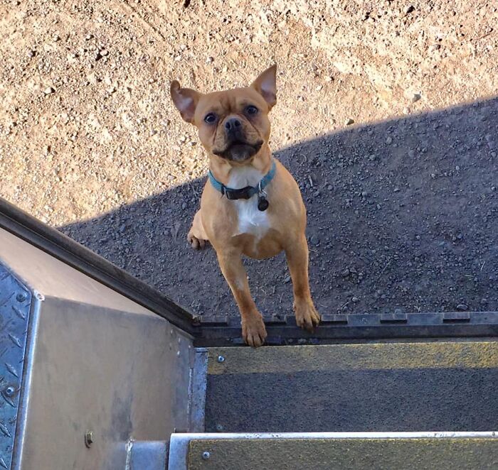 UPS-Delivery-Driver-Dogs-Scott-Hodges