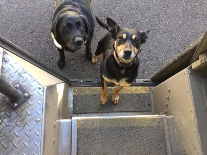 UPS-Delivery-Driver-Dogs-Scott-Hodges