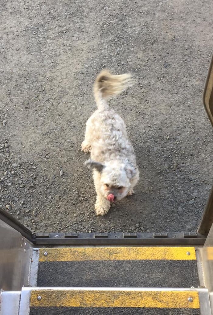 UPS-Delivery-Driver-Dogs-Scott-Hodges