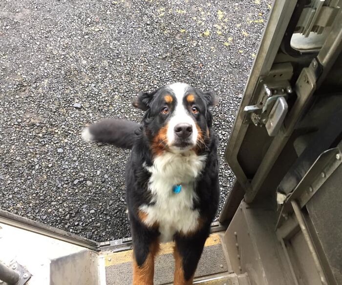 UPS-Delivery-Driver-Dogs-Scott-Hodges