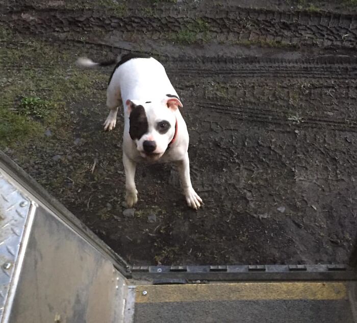 UPS-Delivery-Driver-Dogs-Scott-Hodges