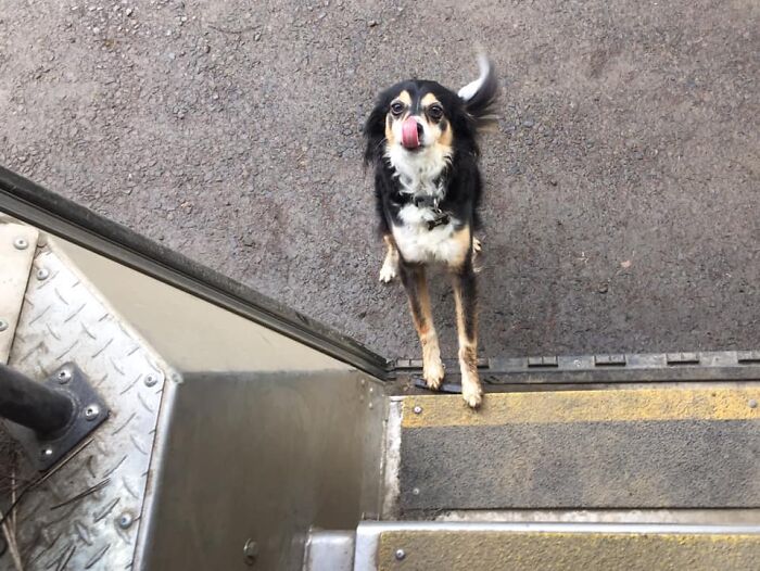 UPS-Delivery-Driver-Dogs-Scott-Hodges