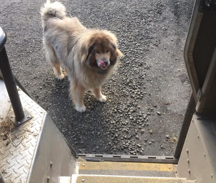 UPS-Delivery-Driver-Dogs-Scott-Hodges