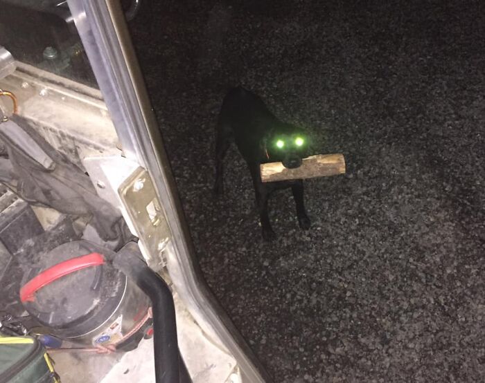 UPS-Delivery-Driver-Dogs-Scott-Hodges