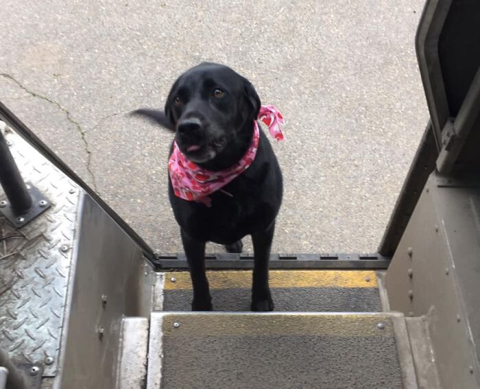 UPS-Delivery-Driver-Dogs-Scott-Hodges