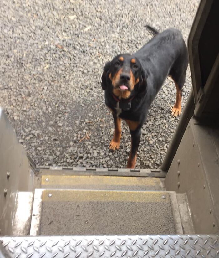 UPS-Delivery-Driver-Dogs-Scott-Hodges