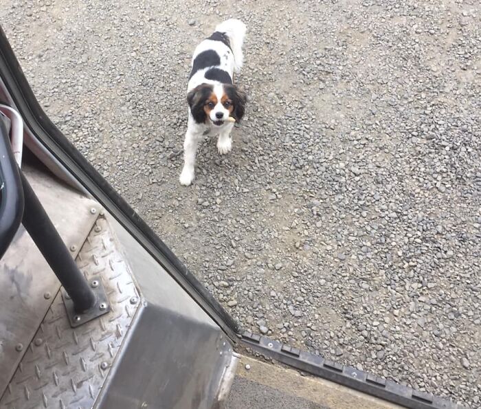 UPS-Delivery-Driver-Dogs-Scott-Hodges