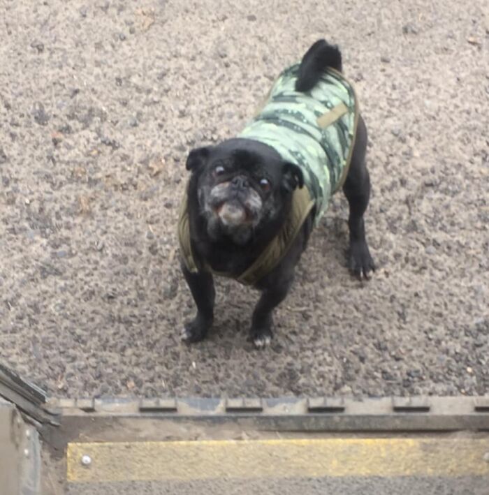 UPS-Delivery-Driver-Dogs-Scott-Hodges