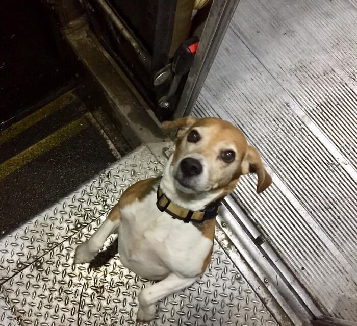 UPS-Delivery-Driver-Dogs-Scott-Hodges