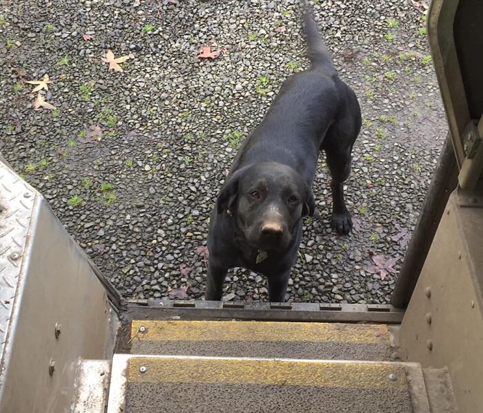 UPS-Delivery-Driver-Dogs-Scott-Hodges
