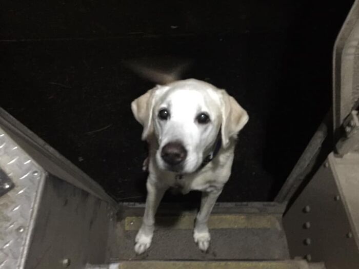 UPS-Delivery-Driver-Dogs-Scott-Hodges