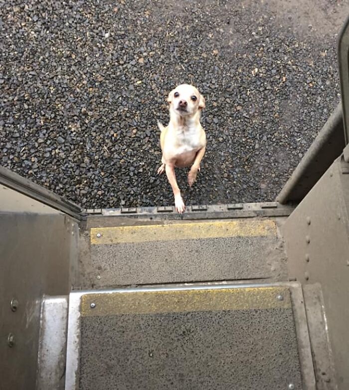 UPS-Delivery-Driver-Dogs-Scott-Hodges